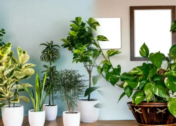 വീടിനുള്ളിൽ ചെടി വളർത്താറുണ്ടോ…? ഇക്കാര്യങ്ങൾ ശ്രദ്ധിച്ചില്ലെങ്കിൽ ആപത്ത്; അറിയേണ്ട കാര്യങ്ങൾ