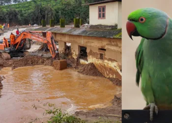 കിങ്ങിണി തത്ത രക്ഷകയായി… ഉരുൾപൊട്ടൽ ദുരന്തത്തിൽ നിന്നും തലനാരിഴയ്ക്ക് രക്ഷപ്പെട്ടത് രണ്ട് കുടുംബങ്ങൾ