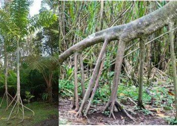 കാട്ടിനുള്ളിലൂടെ നടക്കാന്‍ കഴിയുന്ന മരങ്ങള്‍, സൗത്ത് അമേരിക്കയിലെ അത്ഭുതം