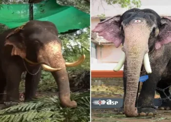 പുതുപ്പള്ളി അർജുനൻ ചെരിഞ്ഞു