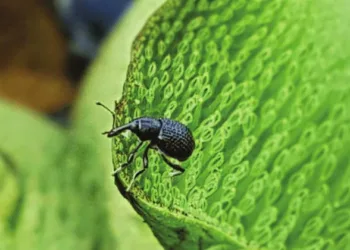 മധ്യപ്രദേശുകാരുടെ കണ്ണിലുണ്ണികളായ ജീവികള്‍; നാട്ടുകാര്‍ക്ക് നന്മ ചെയ്തതിനൊപ്പം ലാഭിച്ചത് 20 കോടി