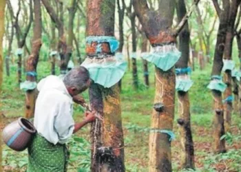 ഉയർന്നു പൊങ്ങി റബ്ബർ വില; പണി കൊടുത്ത് ലോബി; എത്രയും പെട്ടെന്ന് കർഷകർ ഈ കാര്യം ചെയ്യണം