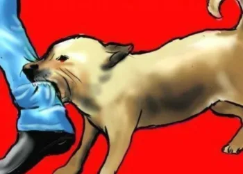 തിരുവനന്തപുരം നഗരത്തില്‍ തെരുവുനായ ആക്രമണം; അമ്പതോളം പേർക്ക് പരിക്ക്; പേ വിഷബാധയുള്ള നായയാണെന്ന് സംശയം