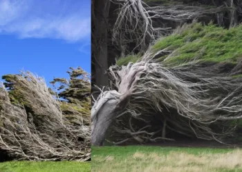 മരങ്ങൾ ചരിഞ്ഞ് മാത്രം വളരുന്ന ഒരു സ്ഥലം; ഈ വിചിത്രഗ്രാമം നിങ്ങളും കാണണം