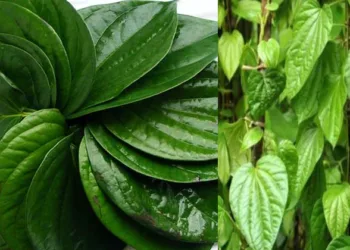 മുറുക്കി ചുവപ്പിക്കാൻ മാത്രമല്ല; വെറ്റില കൊണ്ട് ഇതും ഉണ്ടാക്കാമോ?..