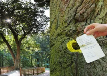 സ്വന്തമായി മേൽവിലാസമുള്ള പ്രണയലേഖനങ്ങൾ തേടിയെത്തുന്ന ഓക്ക് മരം; പ്രണയസാഫല്യത്തിനായി ഇവനൊരു കത്തെഴുതാം; സാക്ഷിയായത് നൂറുകണക്കിന് വിവാഹങ്ങൾക്ക്