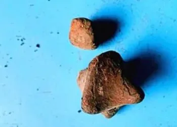 ഗോരോചനക്കല്ലെന്ന് കേട്ടിട്ടുണ്ടോ? ഒരുഗ്രാം കിട്ടിയാൽ പോലും ലോട്ടറി;വശീകരണക്കുറി, കാലികൾ കടാക്ഷിച്ചാൽ ഭാഗ്യം; എന്താണത്