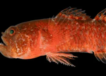 ഇത്തിരികുഞ്ഞന്‍, പക്ഷേ കലിപ്പ് ലുക്ക്; പുതിയ ഇനം മത്സ്യത്തെ കണ്ടെത്തി