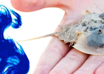 രക്തത്തിന് നീല നിറം; ലിറ്ററിന് 10 ലക്ഷം രൂപ വരെ; കടലിലെ മാണിക്യമാണ് ഈ ഞണ്ട്; പക്ഷെ!