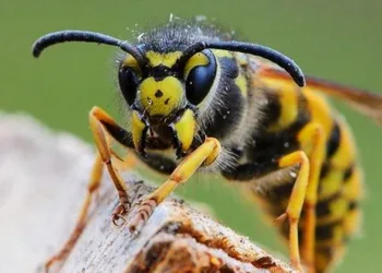 കടന്നൽ കുത്തേറ്റോ?; ഭയപ്പെടേണ്ട; ചെയ്യൂ ഇക്കാര്യങ്ങൾ