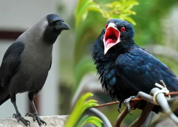 ഇത് പോലെ ഒരു മടിച്ചി..കുയിൽ എന്തിനാണ് കാക്കക്കൂട്ടിൽ മുട്ടയിടുന്നത് എന്നറിയാമോ, ഇതറിഞ്ഞാൽ ഇനി അവയെ പഴിക്കില്ല