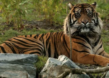 ഇന്ത്യയ്ക്ക് മില്യണുകൾ വരുമാനം നേടിതന്നിരുന്ന സുന്ദരികടുവ,ആൺ കടുവകളൊക്കെ ഇവൾക്ക് മുൻപിൽ വെറും പുഴു; ലോകത്തിലെ വൻ ഫാൻബേസുള്ള രാജ്ഞി