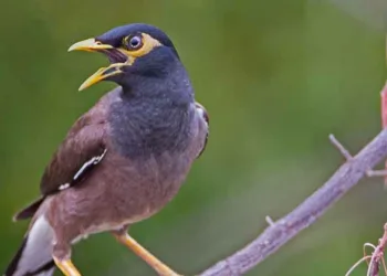 മൈനയുടെ കാലുകള് തടികള്ക്കിടയില് പെട്ടു; ഒപ്പമുണ്ടായിരുന്ന മൈന ക്ഷേത്ര ജീവനക്കാരെ വിളിച്ചുവരുത്തി രക്ഷപ്പെടുത്തി