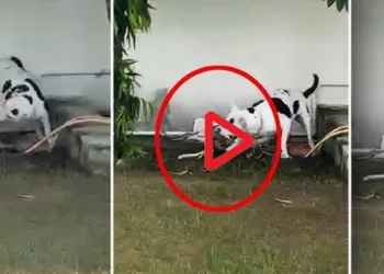 നന്ദിയുള്ള വർഗം; രാജവെമ്പാലയെ ആക്രമിച്ച് കീഴ്‌പ്പെടുത്തി കുട്ടികളെ രക്ഷിച്ച് വളർത്തുനായ; വീഡിയോ വൈറൽ