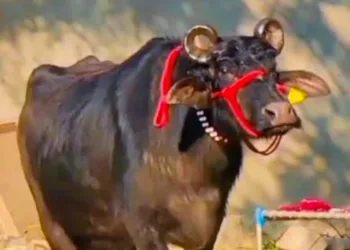 എരുമകളിലെ സൂപ്പർസ്റ്റാറായി ‘ഓധൻ’ ; വിൽപ്പന നടത്തിയത് റെക്കോർഡ് തുകയ്ക്ക്