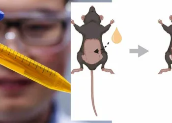 ഇനി അള്‍ട്രാസൗണ്ടൊക്കെ പടിക്ക് പുറത്താകുമോ; ആന്തരാവയവങ്ങള്‍ കാണാവുന്ന മിശ്രിതം കണ്ടെത്തി ഗവേഷകര്‍