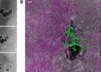 ജീവിതത്തിനും മരണത്തിനും ഇടയിലുള്ള നിഗൂഢമായ മൂന്നാമത്തെ അവസ്ഥ; വെളിപ്പെടുത്തലുമായി ശാസ്ത്രജ്ഞർ