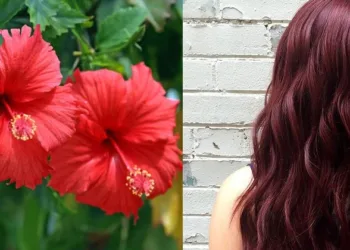 നാല് ചെമ്പരത്തിപ്പൂക്കൾ മാത്രം മതി; നരച്ചമുടി കളർ ചെയ്യാം മിനിറ്റുകൾക്കുള്ളിൽ