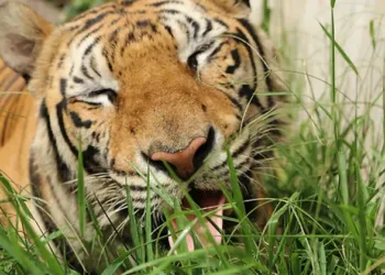 ഗതികെട്ടാൽ പുലി പുല്ലും തിന്നും; കാരണം ഇതാണ്