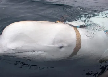 റഷ്യന്‍ തിമിംഗലത്തിന്റെ മരണകാരണം മരത്തടി; വെടിവച്ച് കൊന്നതെന്ന ആരോപണം തള്ളി പോസ്റ്റുമോർട്ടം റിപ്പോർട്ട്