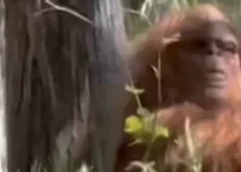 രോമാവൃതമായ ഭീമാകാര രൂപം, ബിഗ്ഫൂട്ടിനെ കണ്ടെന്ന് സഞ്ചാരി; വൈറലായി ദൃശ്യങ്ങള്‍