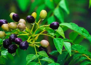 പ്രകൃതിജന്യം നമ്മള്‍ വിചാരിക്കുന്ന പോലെ അത്ര നിഷ്‌കളങ്കം അല്ല, പലതും നമ്മളെ കൊല്ലാന്‍ ശേഷിയുള്ളത്; കുറിപ്പ്