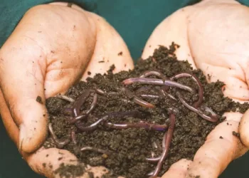 മണ്ണിരകൾ കൂട്ടത്തോടെ നാട് വിടുന്നു ; ആയിരങ്ങൾ ഒന്നിച്ചിഴഞ്ഞിഴഞ്ഞ് പോകുന്നതെങ്ങോട്ട്?