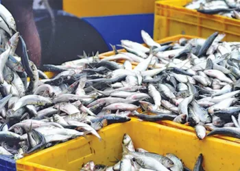 പൊരിച്ച് അടിയ്ക്കുന്നതോർത്താൽ വായിൽ കപ്പലോടും; ഒപ്പം പോക്കറ്റും കാലിയാകും; ലോകത്തെ ഏറ്റവും വിലകൂടിയ മീനുകൾ ഇവയാണ്