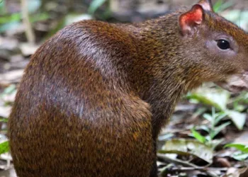 ജീവിതകാലത്തുടനീളം പല്ലുകൾ വളർന്നുകൊണ്ടേയിരിക്കും; മഴക്കാടുകളിലെ കൃഷിക്കാരൻ ; ഒരു ക്യൂട്ടി ജീവി