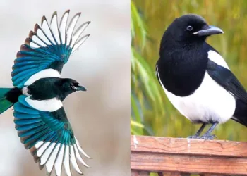 മനുഷ്യനെ ഓർത്തുവച്ച് പ്രതികാരം ചെയ്യും; കണ്ണ് കൊത്തിെയടുക്കും; വിചിത്ര സ്വഭാവമാണ് ഈ മാഗ്പേ പക്ഷികൾക്ക്