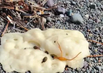 കടൽത്തീരത്ത് പകുതിവെന്ത മൈദദോശപോലെ കുമിളകൾ; ആശങ്കയിൽ മത്സത്തൊഴിലാളികൾ