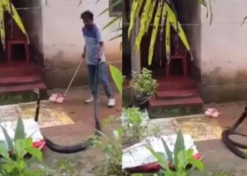 വാലിൽ പിടിച്ചു തിരിഞ്ഞുകൊത്താൻ പാഞ്ഞടുത്ത് രാജവെമ്പാല; അയ്യോന്ന് പറയാതെ കണ്ട് തീർക്കാൻ കഴിയില്ല ഈ വീഡിയോ