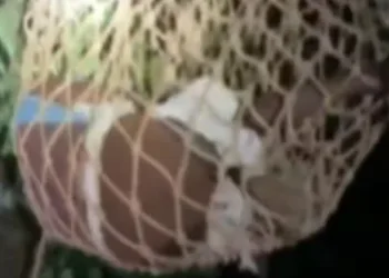 പാതിരാത്രി 50 അടി ഉയരമുള്ള പ്ലാവിൽ കയറി ആത്മഹത്യ ഭീഷണി; താഴെ ഇറക്കി അഗ്നിശമനസേന