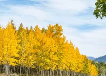 വയസ്സ് 80000, ലോകത്തിലെ ഏറ്റവും പ്രായമുള്ള ജീവി, മുന്‍ധാരണകള്‍ തകിടം മറിയുന്നു