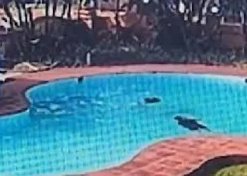 സ്വകാര്യ റിസോർട്ടിലെ സ്വിമ്മിങ് പൂളിൽ യുവതികൾ മുങ്ങി മരിച്ചു; സിസിടിവി ദൃശ്യങ്ങൾ പുറത്ത്