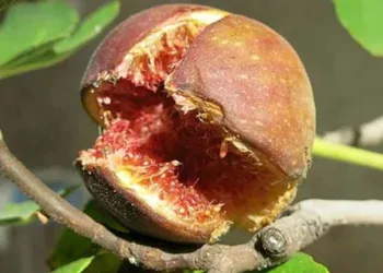 ഇതൊരു നോണ്‍വെജ് പഴം; ഒടുവില്‍ രഹസ്യം പുറത്ത്