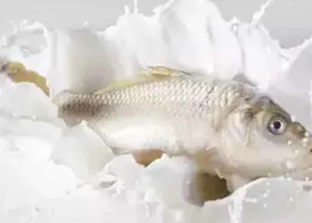 മീനില്‍ നിന്നും ഇനി പാല്‍, കുടിക്കാന്‍ തയ്യാറായിക്കോളൂ, ഗുണങ്ങളേറെ