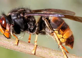 സംസ്ഥാനത്ത് കടന്നൽ ആക്രമണത്തിൽ അമ്മയ്ക്കും മകൾക്കും ദാരുണാന്ത്യം; രണ്ടുപേർ ഗുരുതരാവസ്ഥയിൽ