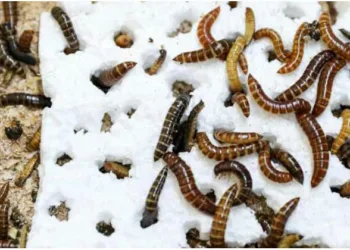 പ്ലാസ്റ്റിക് തിന്നുകളയുന്ന ഒരു പ്രാണി, ആഫ്രിക്കയില്‍ നിന്ന് ആശ്വാസ കണ്ടെത്തല്‍