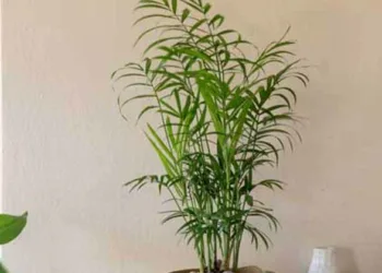 വീടിനുള്ളിലെ വായു ശുദ്ധീകരിക്കാന്‍ ഈ ഒരു ചെടി മതി, ഇക്കാര്യങ്ങള്‍ ശ്രദ്ധിക്കണം