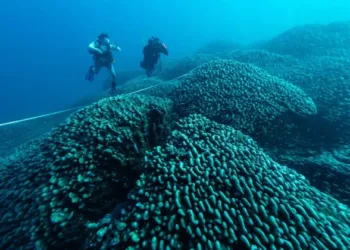 നീലത്തിമിംഗലത്തേക്കാൾ വലുത് ; ഏകദേശം 300 വർഷത്തെ പഴക്കം ; ലോകത്തിലെ ഏറ്റവും വലിയ പവിഴപ്പുറ്റ് കണ്ടെത്തി