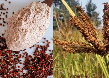 റാഗി നമ്മളുദ്ദേശിക്കുന്ന ആളല്ല…പ്രമേഹം മുതൽകാൻസർ വരെ മുട്ടുമടക്കും;ചർമ്മത്തിനും മുടിയ്ക്കും കിടിലൻ;ആരോഗ്യഗുണങ്ങൾ പറഞ്ഞാൽ തീരില്ല