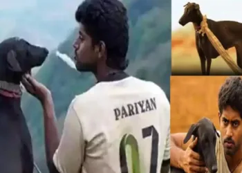 ദീപാവലിയുടെ പടക്കം പൊട്ടിക്കൽ വിനയായി ; പരിയേറും പെരുമാൾ താരം കറുപ്പിയ്ക്ക് ദാരുണാന്ത്യം
