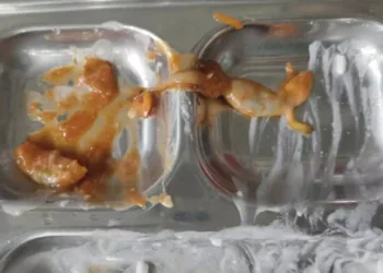 അച്ചാറിനുള്ളിൽ ചത്ത പല്ലി; സംഭവം യൂണിവേഴ്സിറ്റി ഹോസ്റ്റൽ മെസിൽ ; പരാതി നൽകിയിട്ടും നടപടിയില്ലെന്ന് വിദ്യാർത്ഥികൾ