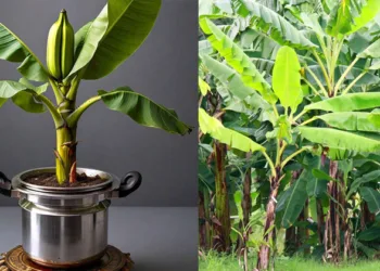 കുക്കറിൽ ഒളിച്ച് കടൽ കടന്ന ഞാലിപ്പൂവൻ; എങ്ങനെ അമേരിക്കയിലെത്തി?കുക്കർ വാഴ കഥ; ജൈവസുരക്ഷയും കുക്കർവാഴ സിൻഡ്രോമും; കുറിപ്പ് ചർച്ചയാവുന്നു