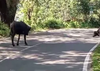 ആതിരപ്പള്ളിയിൽ ഭീഷണിയായി പോത്തുകൾ; ബ്രേക്കിട്ട കാറുകൾ തമ്മിൽ കൂട്ടിയിടിച്ചു