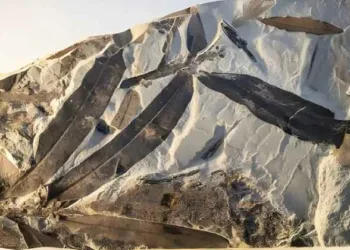 ഇതെവിടെ നിന്നു വന്നു, ഭൂമിയിലുള്ള ഒരു സസ്യവുമായും ബന്ധമില്ല; അന്യഗ്രഹ ഫോസില്‍ കണ്ട് അമ്പരന്ന് ശാസ്ത്രജ്ഞര്‍