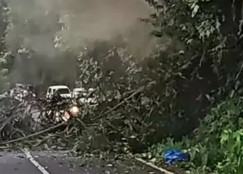 കാട്ടാന കുത്തിമറിച്ച പന വീണത് ബൈക്കിന് മുകളിൽ; വിദ്യാർത്ഥിനിയ്ക്ക് ദാരുണാന്ത്യം; സുഹൃത്തിന് പരിക്ക്