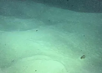 കടലിനടിയില്‍ അമ്പരപ്പിക്കുന്ന കാഴ്ച്ച, 15 വര്‍ഷത്തിന് ശേഷം, അത്ഭുതം കൊണ്ട് കരഞ്ഞുപോയെന്ന് ഗവേഷകര്‍