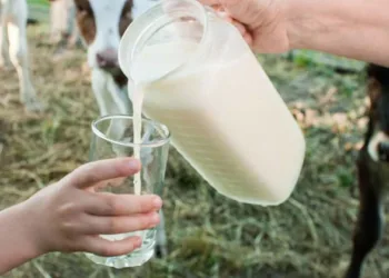 പശുവിൻ പാലിലും പക്ഷിപ്പനിക്ക് കാരണമാകുന്ന വൈറസുകൾ; എന്ത് ചെയ്യും?